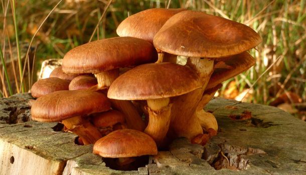Wir wün­schen Schü­lern, Lehr­kräf­ten und Mit­ar­bei­tern schöne und er­hol­sa­me Herbstfe­ri­en. Das Sekretariat ist wäh­rend der Fe­ri­en diens­tags und don­ners­tags von 10 b...